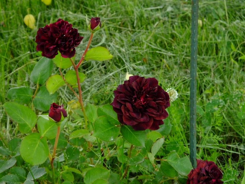 Tradescant - 2017_05_Mai II