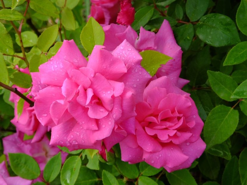 Zephirine Drouhin - 2017_05_Mai II