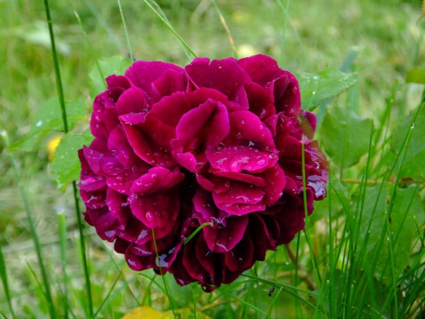 Munstead Wood - 2017_05_Mai II