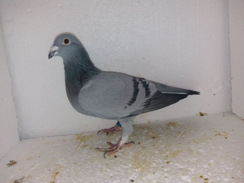  - Porumbei Matca 2017