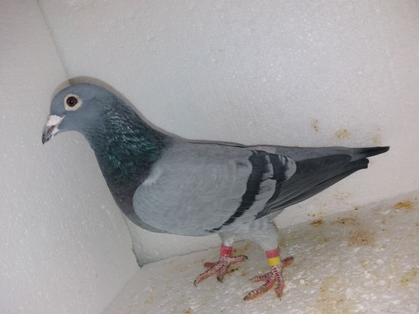  - Porumbei Matca 2017