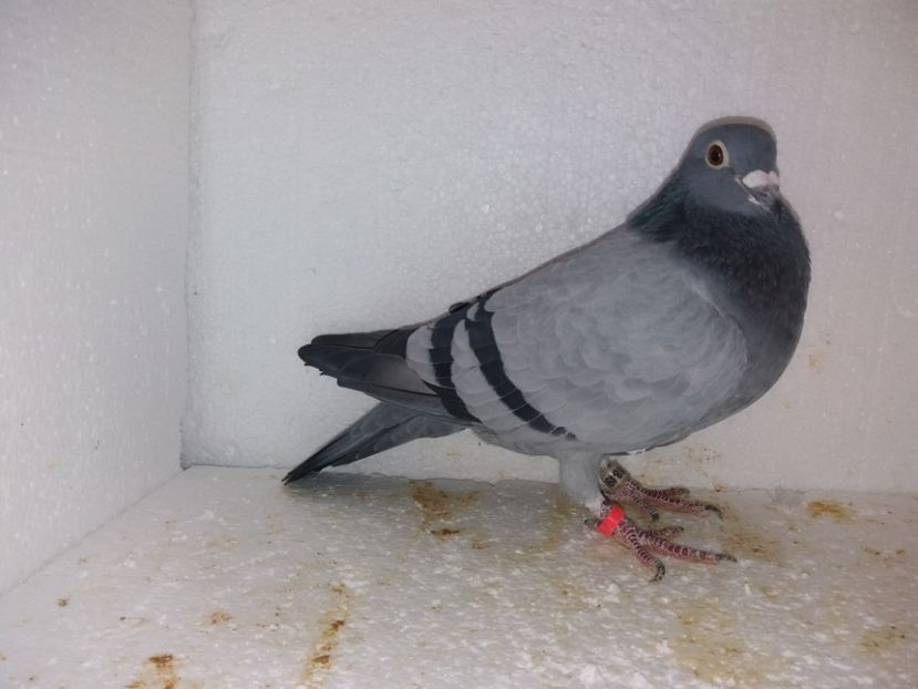  - Porumbei Matca 2017