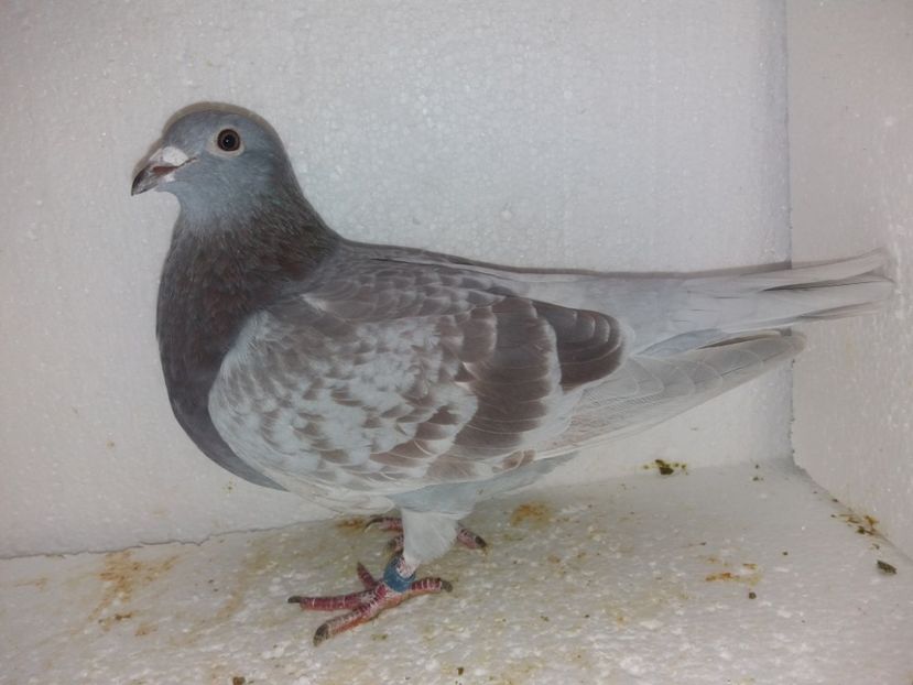  - Porumbei Matca 2017