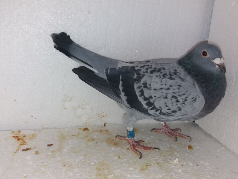  - Porumbei Matca 2017