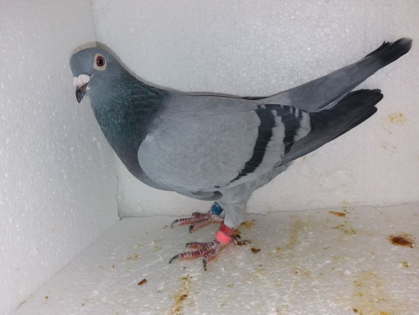  - Porumbei Matca 2017