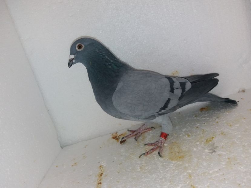  - Porumbei Matca 2017