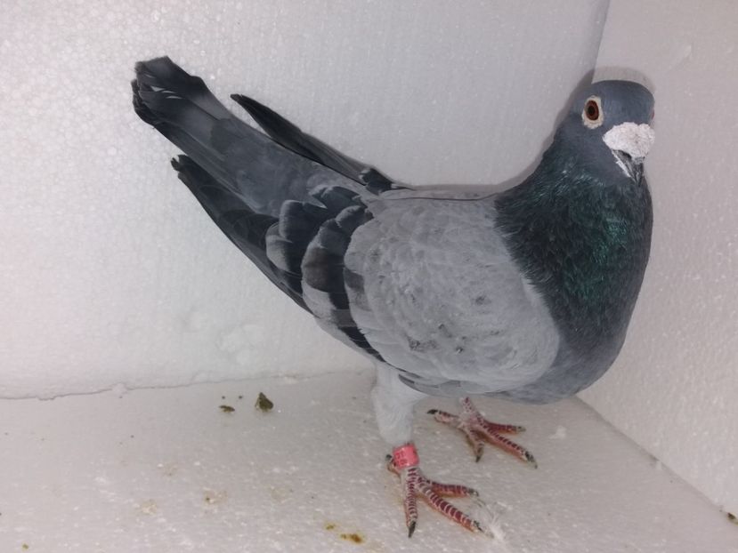  - Porumbei Matca 2017