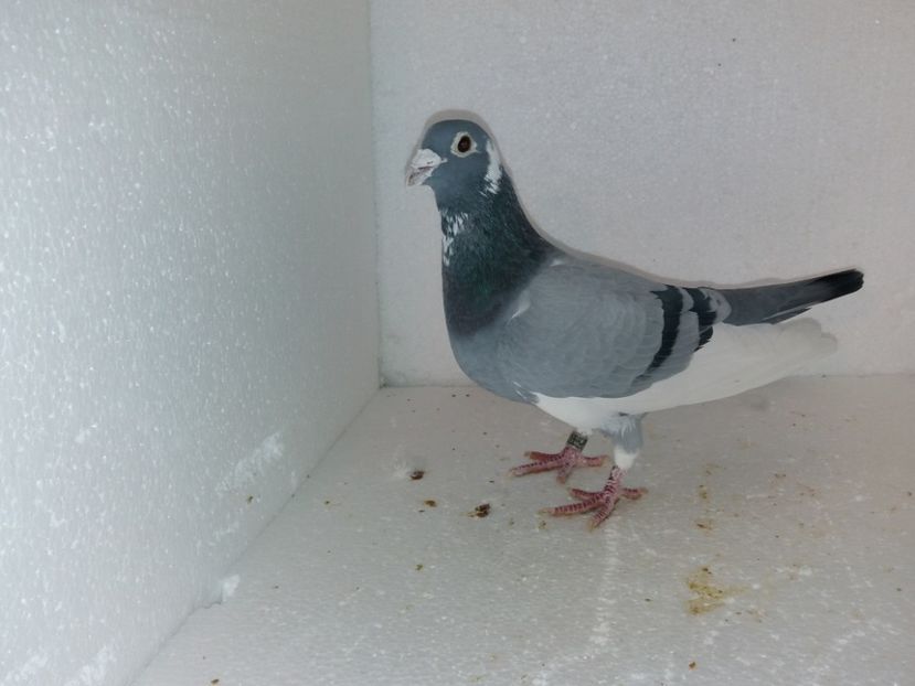  - Porumbei Matca 2017