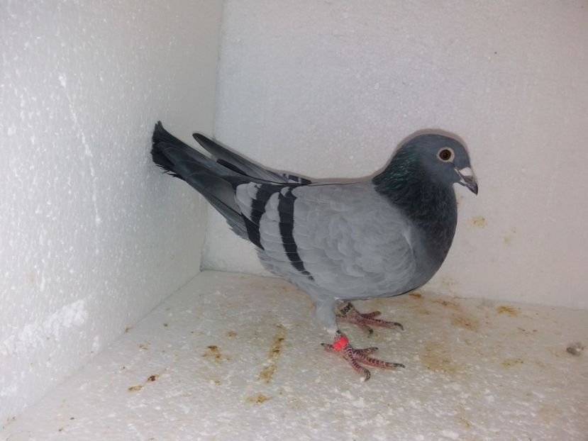  - Porumbei Matca 2017