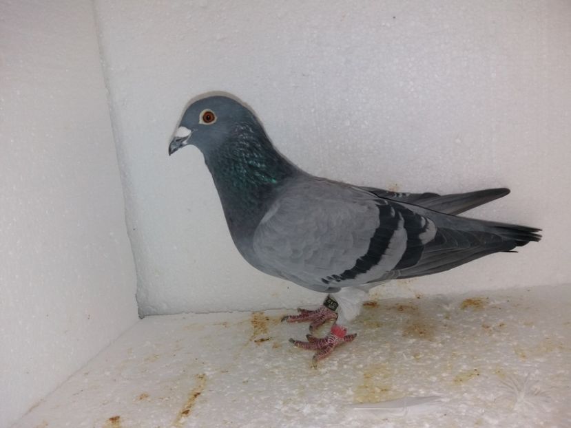  - Porumbei Matca 2017