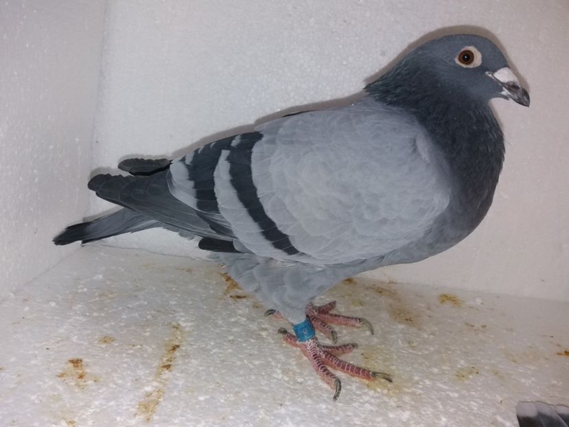  - Porumbei Matca 2017