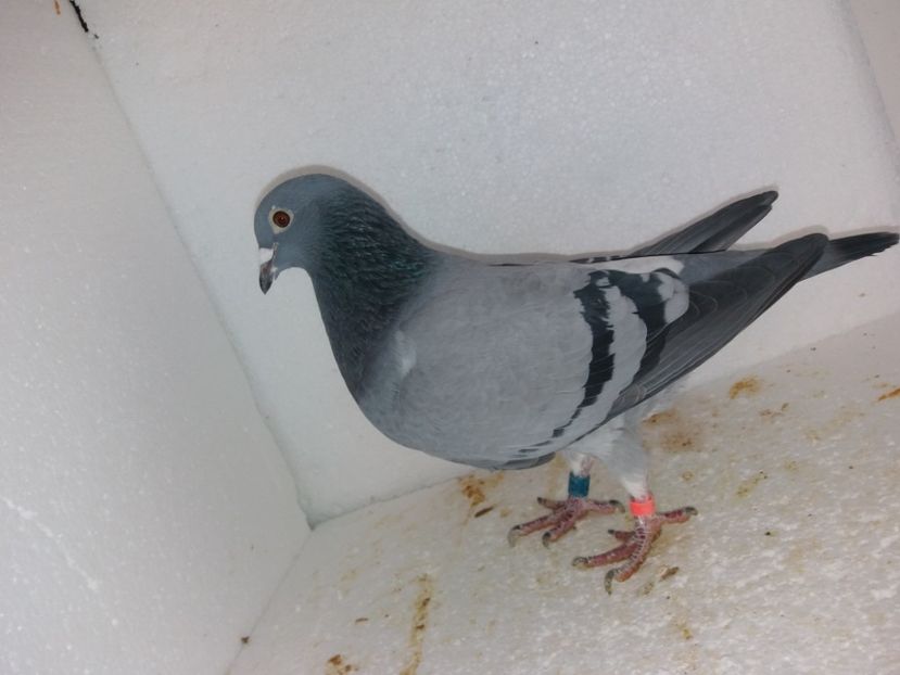  - Porumbei Matca 2017