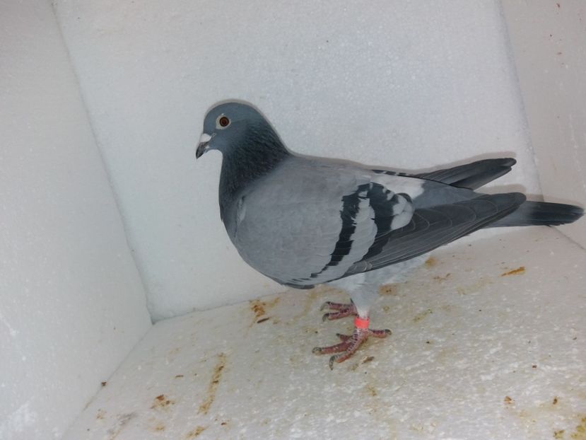  - Porumbei Matca 2017