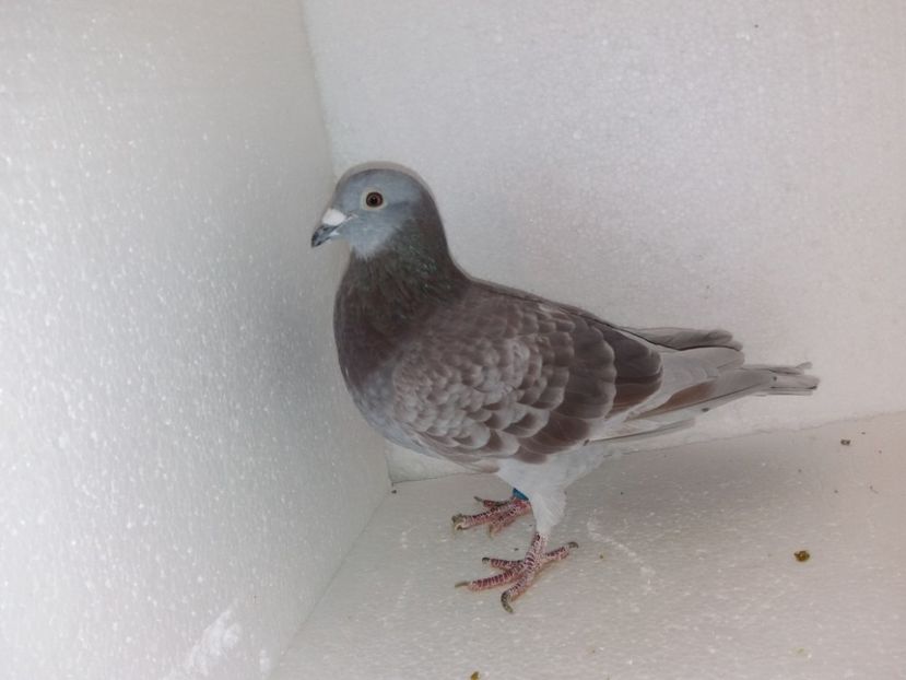  - Porumbei Matca 2017