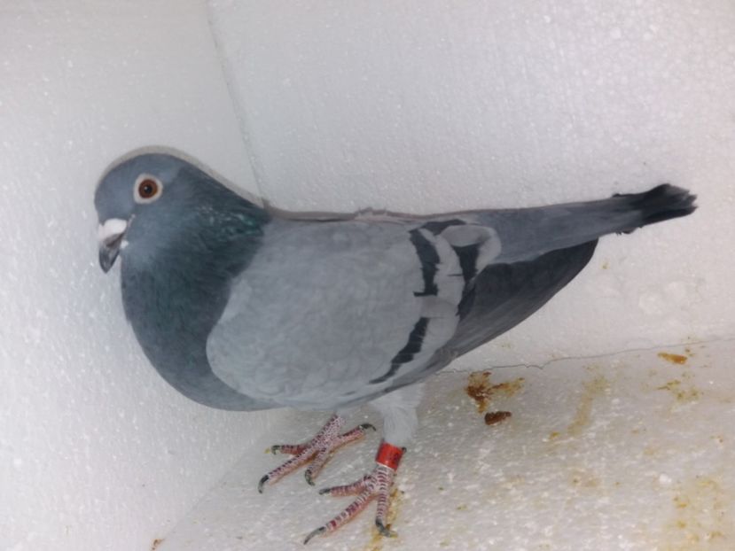  - Porumbei Matca 2017