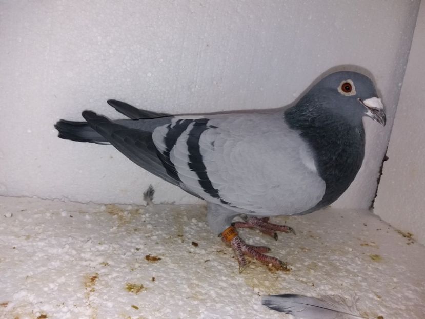  - Porumbei Matca 2017