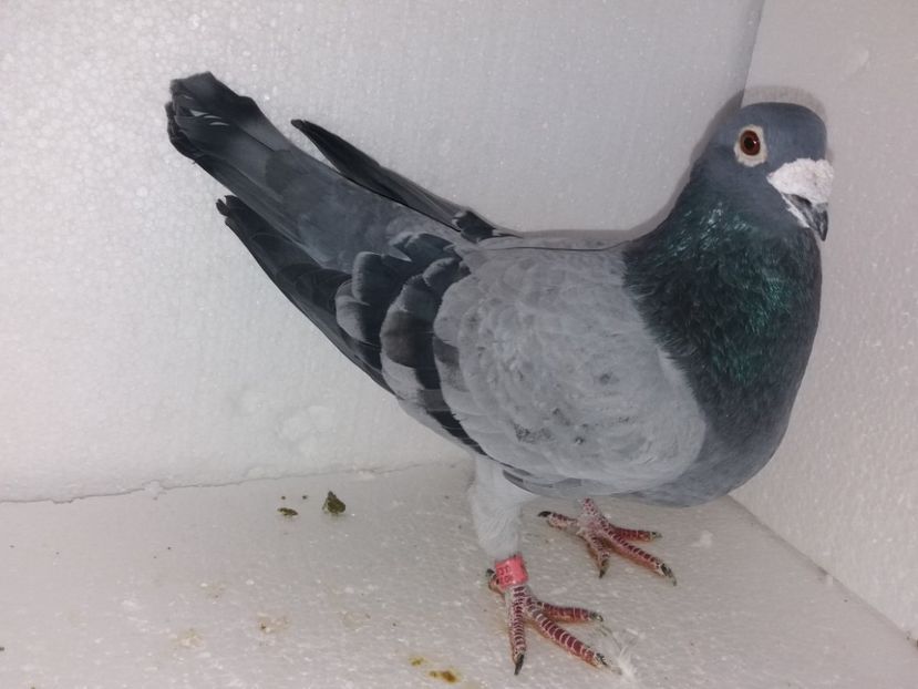  - Porumbei Matca 2017