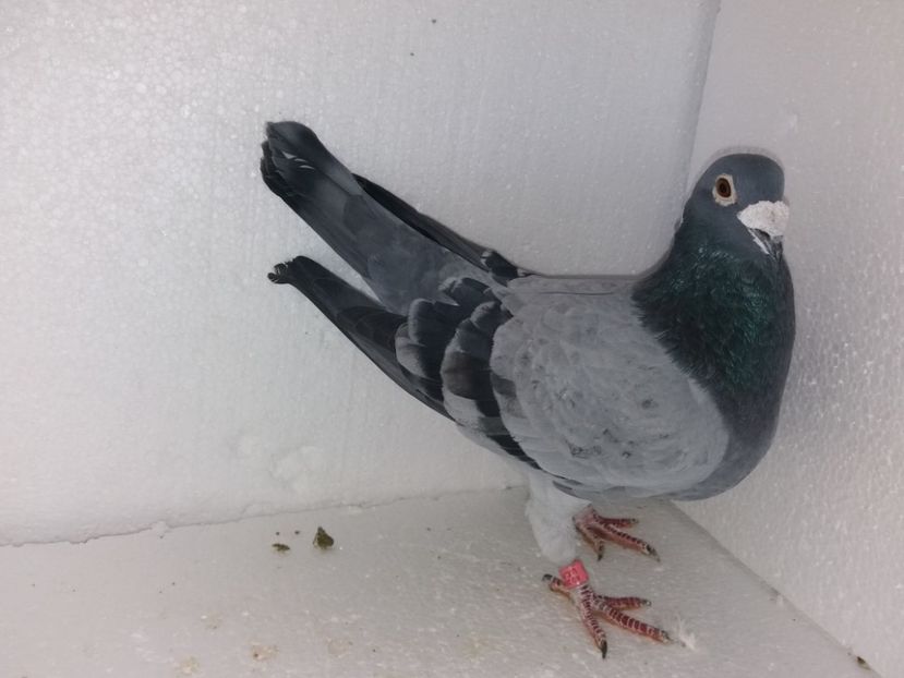  - Porumbei Matca 2017