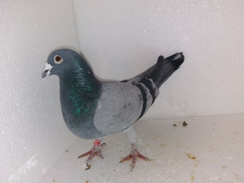  - Porumbei Matca 2017