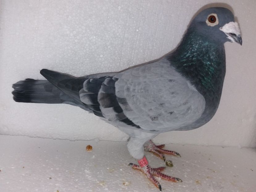  - Porumbei Matca 2017