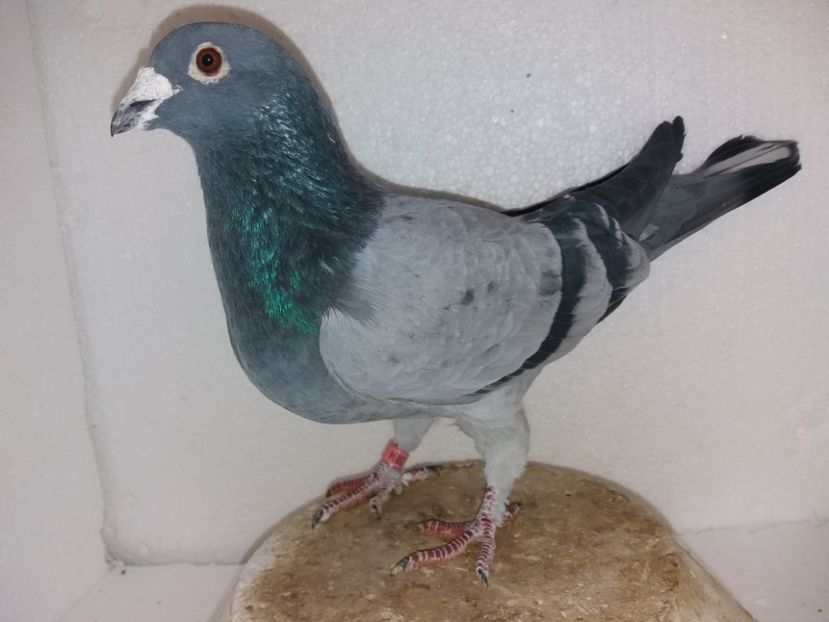  - Porumbei Matca 2017