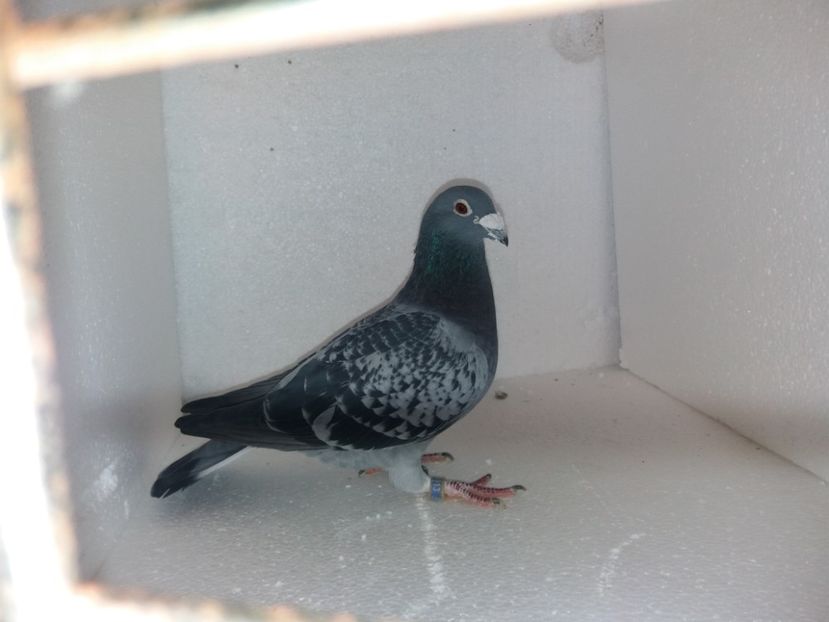  - Porumbei Matca 2017