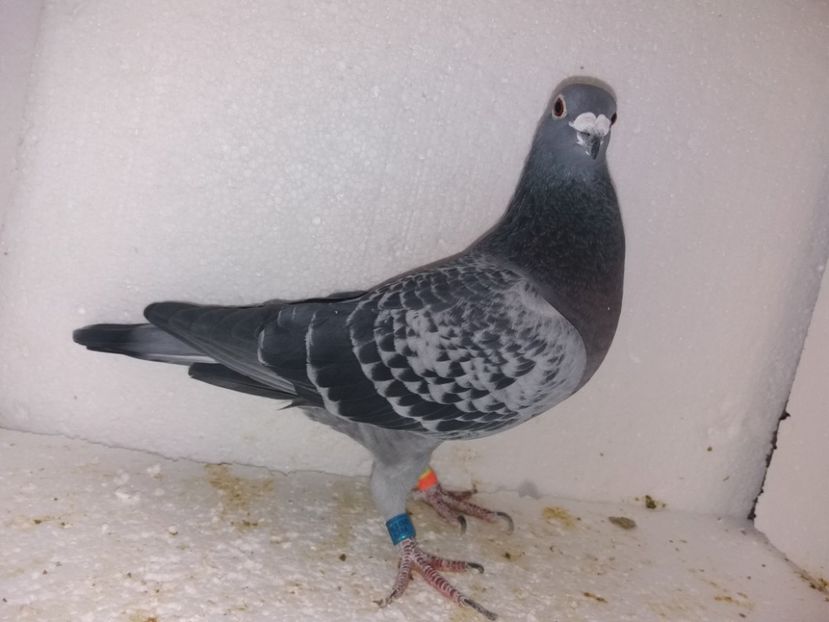  - Porumbei Matca 2017