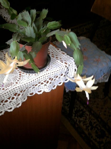 craciunita crem - decembrie 2017