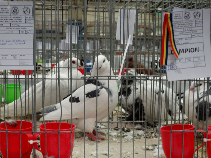 Mascul 2016 - Rezultate American Racer Expozitie Baicoi 2017