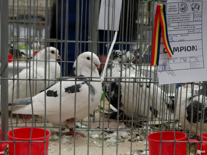  - Rezultate American Racer Expozitie Baicoi 2017