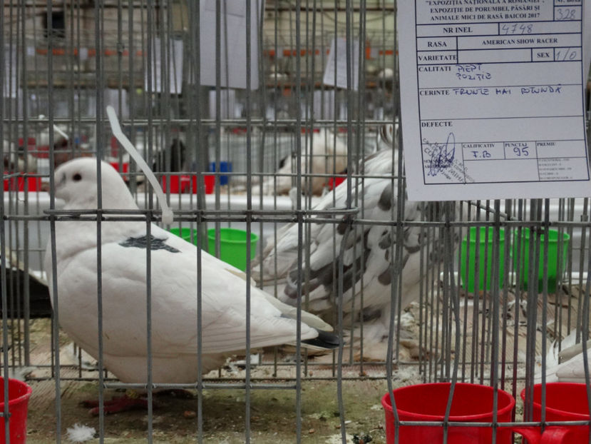 Fiul lui, mascul 2017 - Rezultate American Racer Expozitie Baicoi 2017