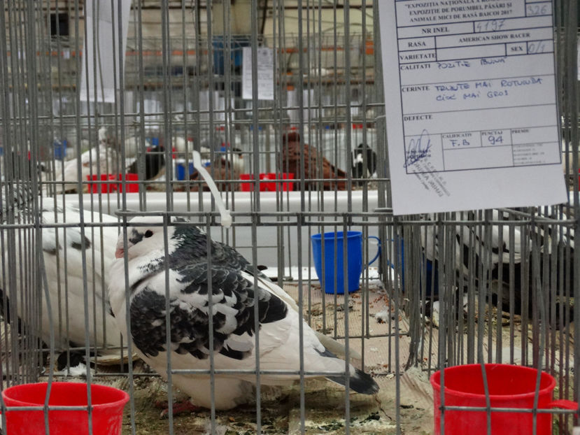 Femela 2017 - Rezultate American Racer Expozitie Baicoi 2017