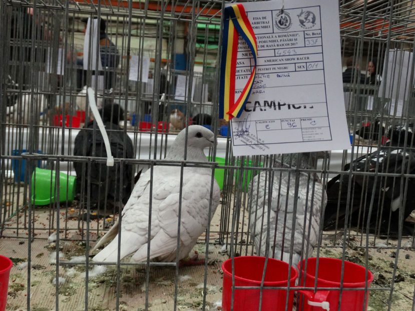 Porumbeii lui Menghesi Milan - Rezultate American Racer Expozitie Baicoi 2017