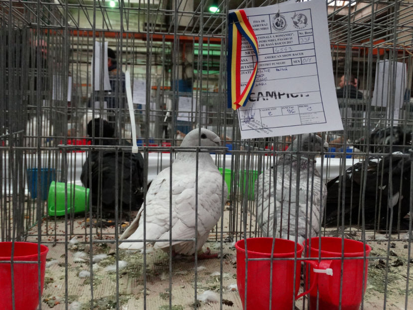  - Rezultate American Racer Expozitie Baicoi 2017