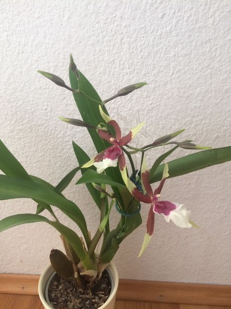 7.12.2017 - 9-Orchideele mele