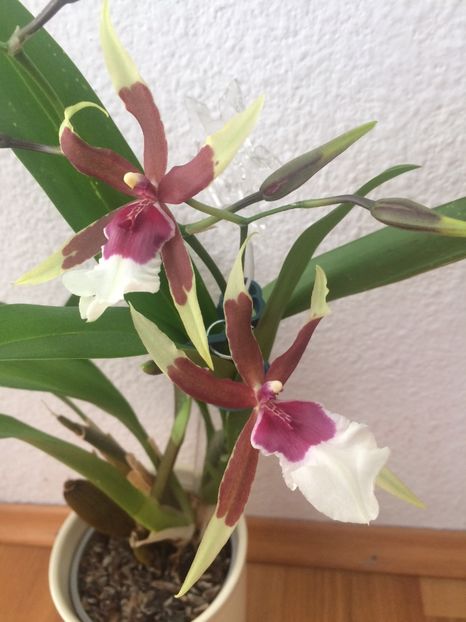 7.12.2017 - 9-Orchideele mele