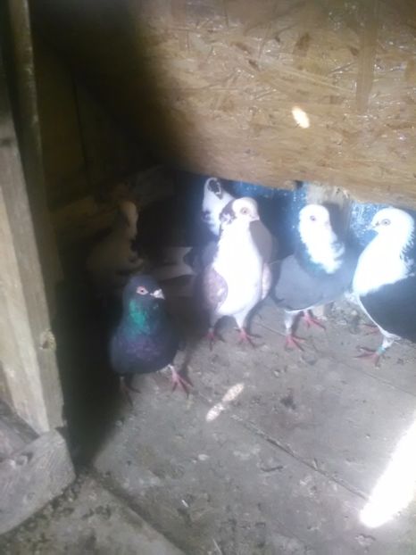  - Galatenii matca 2018