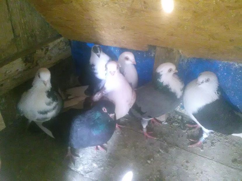  - Galatenii matca 2018