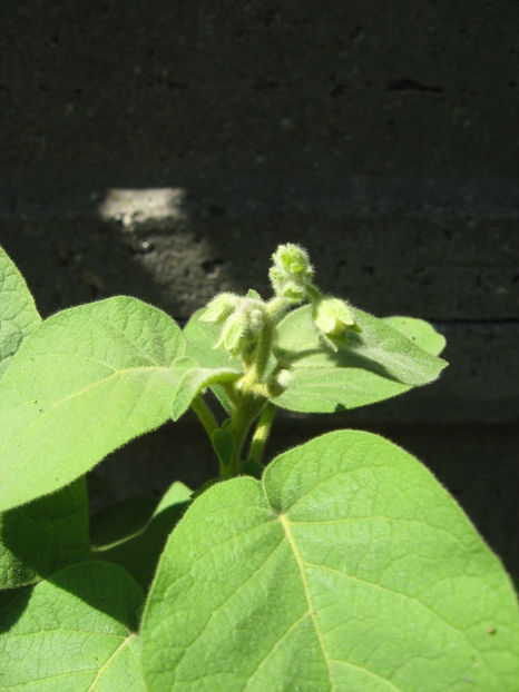 Picture 8304 - Tamarillo