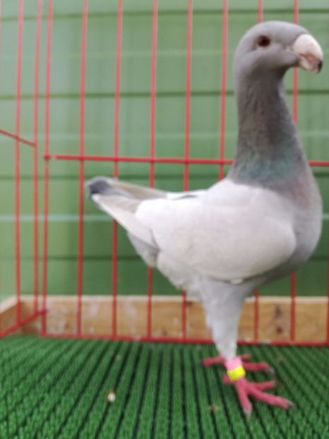  - Achizitii Leipzig 2017