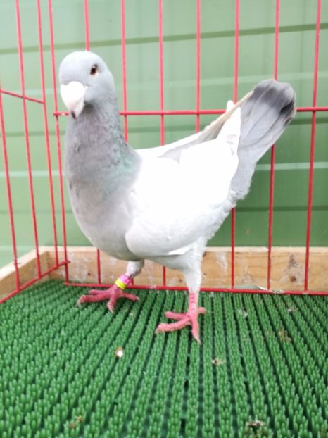 de vinzare - Achizitii Leipzig 2017