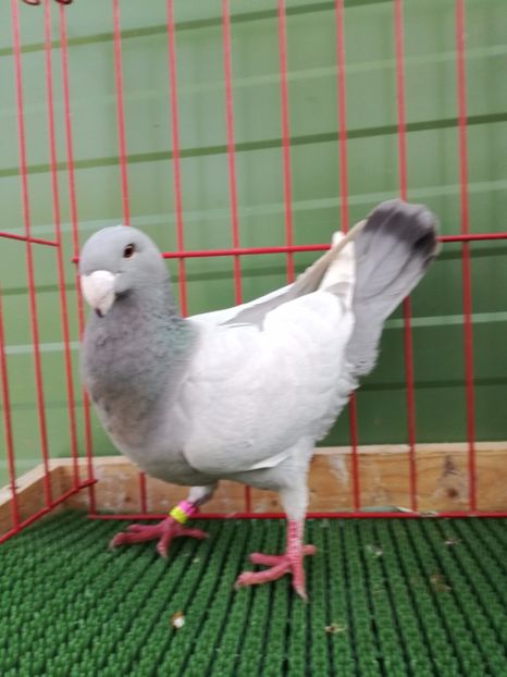  - Achizitii Leipzig 2017