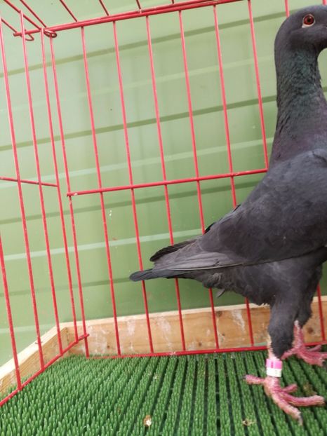  - Achizitii Leipzig 2017