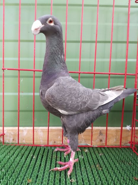 0-1 de vinzare - Achizitii Leipzig 2017