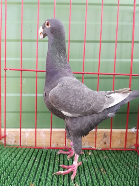  - Achizitii Leipzig 2017