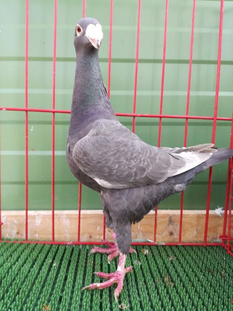  - Achizitii Leipzig 2017