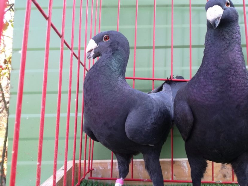  - Achizitii Leipzig 2017