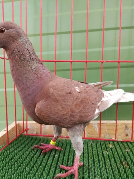  - Achizitii Leipzig 2017