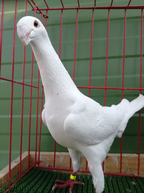 1-0 de vinzare - Achizitii Leipzig 2017