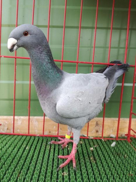 de vinzare - Achizitii Leipzig 2017